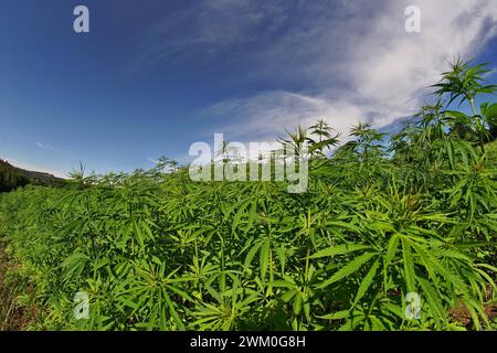 Symbolfotos: Cannabispflanzen bzw. Hanfpflanzen auf einem Feld. / Das lateinische Wort für Hanf ist eigentlich Cannabis. In Deutschland und vielen anderen Ländern wird der Begriff Cannabis aber häufig als umfassende Bezeichnung für Hanfpflanzen sowie für Produkte der Pflanze, die THC enthalten, verwendet. Die getrockneten Blüten der weiblichen Hanfpflanze werden als Marihuana oder Gras bezeichnet. Deutschland 2024-02-23 Symbolfotos Hanf bzw Cannabis Foto Hercher 3 *** Symbolfotos Cannabispflanzen oder Hanfpflanzen in einem Feld das lateinische Wort für Hanf ist eigentlich Cannabis in Deutschland und viele andere Co Stockfoto