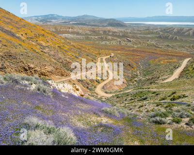 Blumenfelder mit Wanderweg in der Nähe des Jawbone Canyon, am Sugarloaf Hill, mit Blick auf den Red Rock Canyon. Blick Auf Die Mojave-Wüste Stockfoto