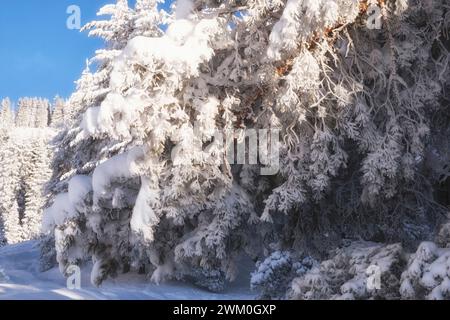 Riesige Äste, die alle mit Eis und Frost bedeckt sind, in einem schneebedeckten Bergwald Stockfoto