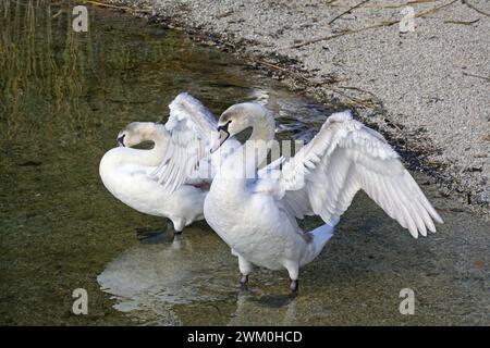 Ein junges Exemplar des stummen Schwans schlägt seine Flügel am steinigen Ufer eines Sees, Cignus olor, Anatidae Stockfoto