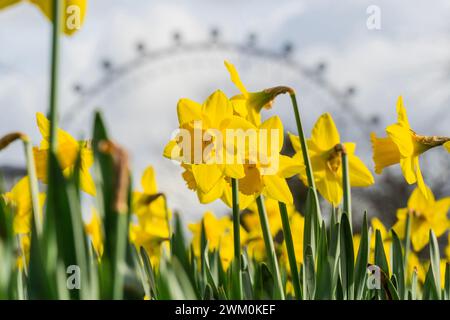 London, Großbritannien. Februar 2024. Frühe Anzeichen des Frühlings wenn die Narzissen beginnen, gibt es eine kurze Pause im starken Regen und die Sonne versucht, im St James Park herauszukommen. Guy Bell/Alamy Live News Stockfoto