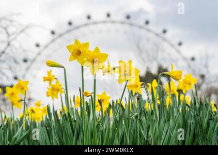 London, Großbritannien. Februar 2024. Frühe Anzeichen des Frühlings wenn die Narzissen beginnen, gibt es eine kurze Pause im starken Regen und die Sonne versucht, im St James Park herauszukommen. Guy Bell/Alamy Live News Stockfoto