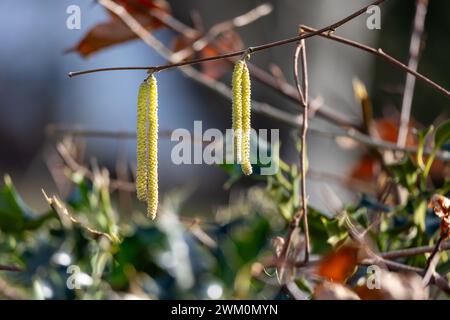 Haselnuss (Corylus avellana). Im Sauerland Stockfoto