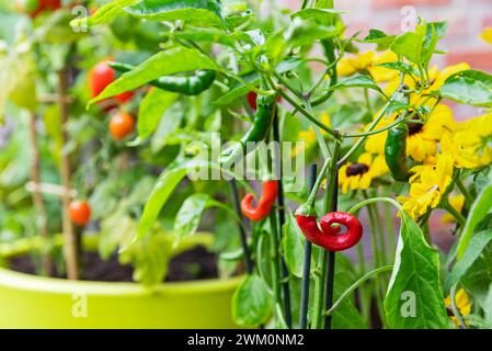 Rote und grüne Chilischoten, die im Balkongarten angebaut werden Stockfoto