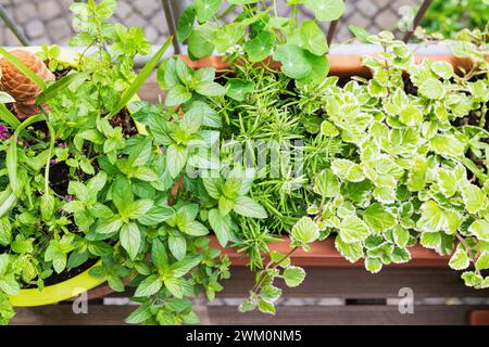 Grüne Kräuter im Balkongarten Stockfoto