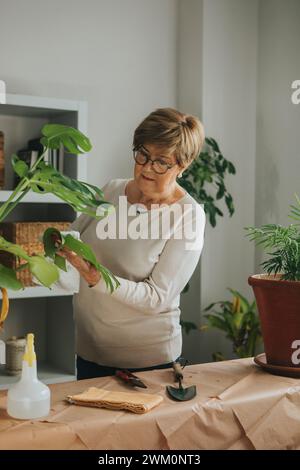 Frau, die zu Hause Monstera putzt Stockfoto
