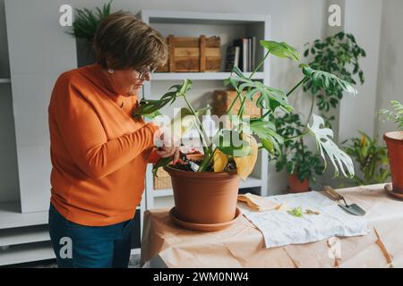 Eine ältere Frau kümmert sich um Monsterapflanze zu Hause auf dem Tisch Stockfoto