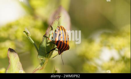 Ein ausgekleidetes Schuppen-Insekten, das auf einer blattlosen Pflanze aus nächster Nähe thront Stockfoto