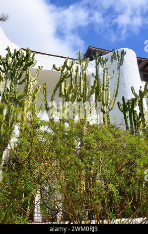 Pilosocereus pachycladus-Kaktus auf Teneriffa, Kanarische Insel Stockfoto