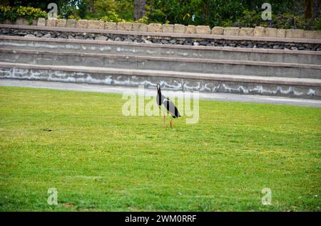 Abdimstorch (Ciconia Abdimii), Dschungelpark auf Teneriffa Stockfoto