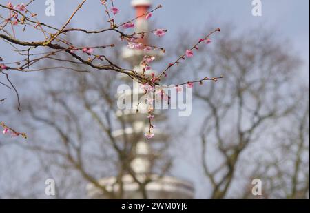 Kirschblten im Park, Hamburg, Deutschland, Europa Stockfotografie - Alamy
