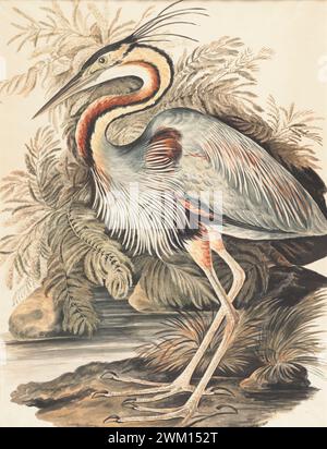 Purpurreiher (Ardea purpurea) von Gwillim Elizabeth im Jahre 1801 Stockfoto