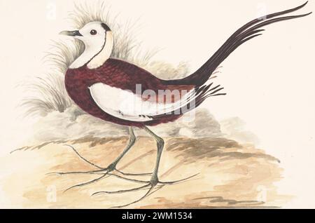 Fasanschwanzjakana (Hydrophasianus chirurgus) von Gwillim Elizabeth 1801 Stockfoto