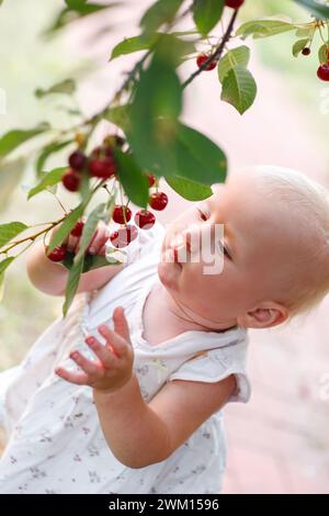 Vor der Kulisse von lebhaftem Laub zieht ein kleines einjähriges Mädchen Sommerkleidung an und pflückt reife Kirschen aus tief hängenden Zweigen. Su Stockfoto