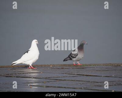 Sheerness, Kent, Großbritannien. Februar 2024. Wetter in Großbritannien: Eine Taube und eine Taube, die heute Nachmittag nach einer Dusche in Sheerness, Kent, von der Sonne beleuchtet wurde. Quelle: James Bell/Alamy Live News Stockfoto