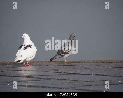 Sheerness, Kent, Großbritannien. Februar 2024. Wetter in Großbritannien: Eine Taube und eine Taube, die heute Nachmittag nach einer Dusche in Sheerness, Kent, von der Sonne beleuchtet wurde. Quelle: James Bell/Alamy Live News Stockfoto