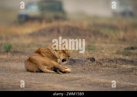 Die Löwin liegt schlafend in der Nähe des Trucks auf Grasland Stockfoto