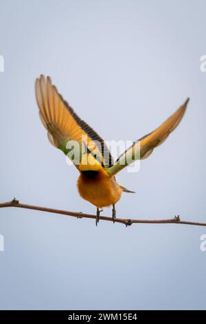 Kleiner Bienenfresser, der vom schlanken Zweig abhebt Stockfoto