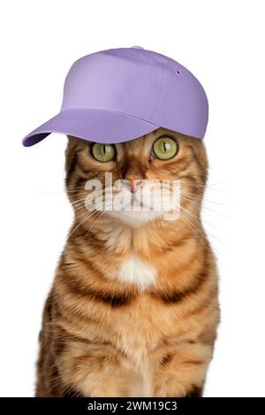 Bengalische Katze in einer violetten Baseballmütze auf weißem Hintergrund. Kühle Katze isoliert. Stockfoto