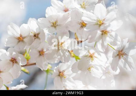 Kirschbaumblüte, Blüten aus der Nähe, Frühlingshintergrund Stockfoto
