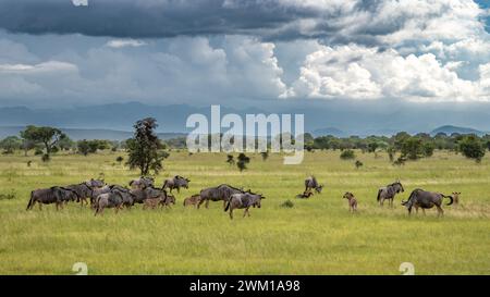 Eine Herde gemeiner Gnus (Connochaetes taurinus) mit ihren Jungen und einem Paar südlicher Bodenhornschnabel (Bucorvus leadbeateri) in Mikumi National Stockfoto