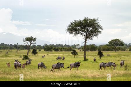 Eine Herde gemeiner Gnus (Connochaetes taurinus) mit ihren Jungen im Mikumi-Nationalpark in Tansania. Stockfoto