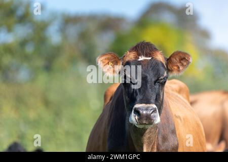 Jersey Milchvieh auf einer Weide, Cumbria, Großbritannien. Stockfoto