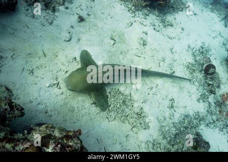 Zebrahai (Stegostoma fasciatum) auf Sandboden im Korallenriff der Insel Malediven. Tropische und korallenreiche Meerestiere. Wunderschöne Unterwasserwelt Stockfoto