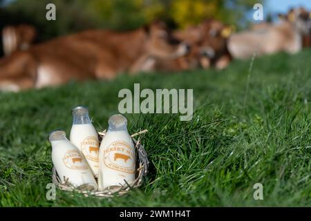 Glasflaschen voller Milch, die in einem Bauernladen verkauft werden konnten, frisch vom Bauernhof, saßen auf einem Feld voller Gras mit der Herde von Jersey-Rindern. Cumbria, Großbritannien. Stockfoto