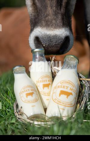 Glasflaschen voller Milch, die in einem Bauernladen verkauft werden konnten, frisch vom Bauernhof, saßen auf einem Feld voller Gras mit der Herde von Jersey-Rindern. Cumbria, Großbritannien. Stockfoto