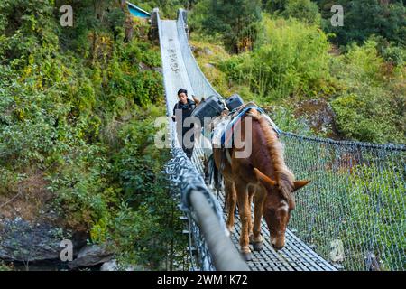 Taplejung, Nepal - 30. Oktober 2023 : Mule Esel in Trekking Route Hängebrücke des Kanchenjunga Base Camp Trek Taplejung Nepal Stockfoto