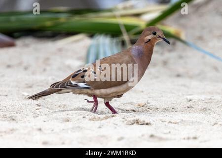 Zenaida Dove - Zenaida aurita - Spaziergang an einem weißen karibischen Sandstrand Stockfoto