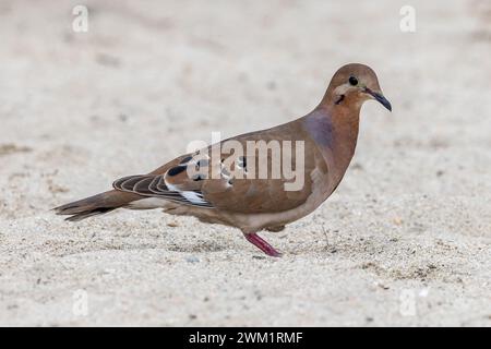 Zenaida Dove - Zenaida aurita - Spaziergang an einem weißen karibischen Sandstrand Stockfoto