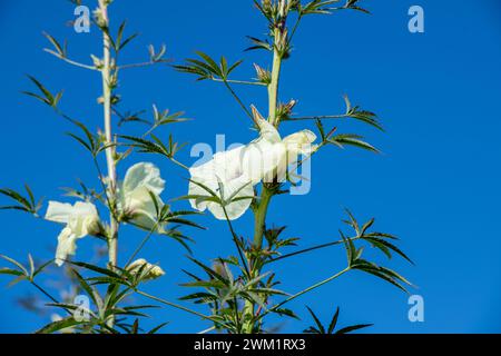 Kenaf-Pflanzen für Papierfasern auf der Farm in Berks Co, PA Stockfoto