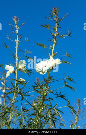 Kenaf-Pflanzen für Papierfasern auf der Farm in Berks Co, PA Stockfoto