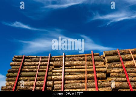 Baumstämme stapelten sich auf einem LKW vor blauem Himmel. Holztransport und Forstwirtschaft. Stockfoto