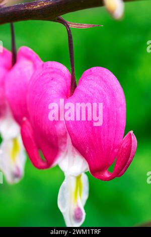 Dicenter rosa Blüten in Form von Herz auf dem Hintergrund von grünem Gras, Makro-Foto Stockfoto