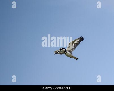 Fliegender Rattenvogel (Ceryle rudis) am Kazinga-Kanal. Der Kazinga-Kanal ist ein breiter, 32 km langer natürlicher Kanal in Uganda, der den G-See verbindet Stockfoto