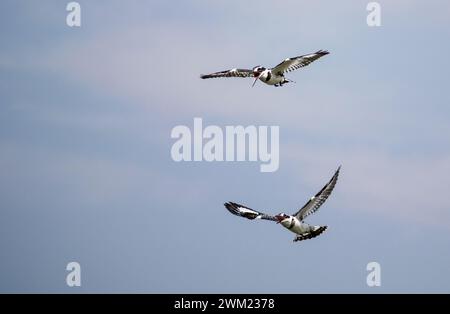 Fliegender Rattenvogel (Ceryle rudis) am Kazinga-Kanal. Der Kazinga-Kanal ist ein breiter, 32 km langer natürlicher Kanal in Uganda, der den G-See verbindet Stockfoto