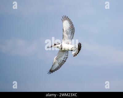 Fliegender Rattenvogel (Ceryle rudis) am Kazinga-Kanal. Der Kazinga-Kanal ist ein breiter, 32 km langer natürlicher Kanal in Uganda, der den G-See verbindet Stockfoto