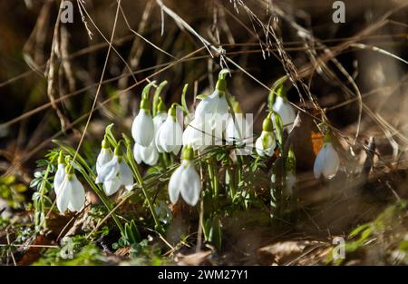 Motala, Schweden. Februar 2024. Saisonales Wetter, Frühlingsblumen, der Schneeglöckchen (Galanthus nivalis), der im Gras blüht, am Freitag in Motala, Schweden. Galanthus nivalis, der Schneeglöckchen oder gewöhnliche Schneeglöckchen, ist die bekannteste und am weitesten verbreitete der 20 Arten seiner Gattung Galanthus. Quelle: Jeppe Gustafsson/Alamy Live News Stockfoto