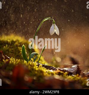 Frühling bunter Hintergrund mit Blume - Pflanze. Wunderschöne Natur im Frühling. Schneeglöckchen (Galanthus nivalis). Regen bei Sonnenuntergang im Wald. Stockfoto