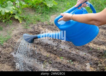 Ein Gärtner bewässert Beete mit gepflanztem aufstrebendem Gemüse aus einer blauen Gießkanne. Gemüseanbau und -Pflege im Garten. Stockfoto
