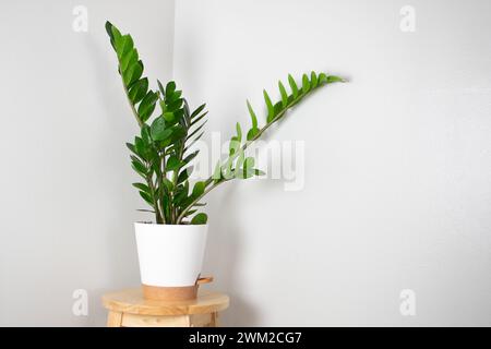 ZZ-Pflanze (Zamioculcas zamiifolia) in einem weißen Topf. Wunderschöne, trendige Zimmerpflanze. Innenarchitektur Stockfoto