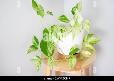 Schneekönigin Pothos in einem weißen Topf. Beliebte Weinbaupflanze. Epipremnum aureum „Schneekönigin“. Stockfoto