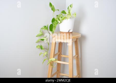 Schneekönigin Pothos in einem weißen Topf. Beliebte Weinbaupflanze. Epipremnum aureum „Schneekönigin“. Stockfoto