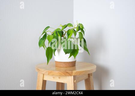 Brasilianischer Pothos in einem weißen Topf. Philodendron Brasilien. Beautifil-Hauspflanze Stockfoto