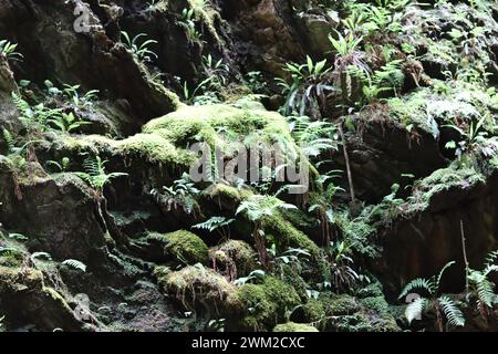 Felsige Mauer einer tiefen Schlucht, bedeckt mit Farnen und Moos Stockfoto