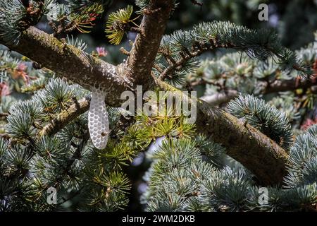 Die Honigwabe der Honigbienen, APIs mellifera, nachdem ein Schwarm von einem Baum in Yorkhire, England, Großbritannien, gezogen ist (siehe Bild-ID: 2RB8BE6 with Bees!) Stockfoto