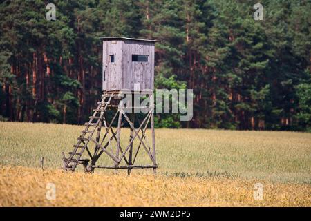 Holzbarsch in einem Weizenfeld mit Wald im Hintergrund Stockfoto